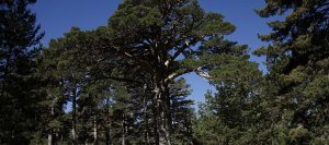 La madera en Bioalquería: Sostenibilidad y confort