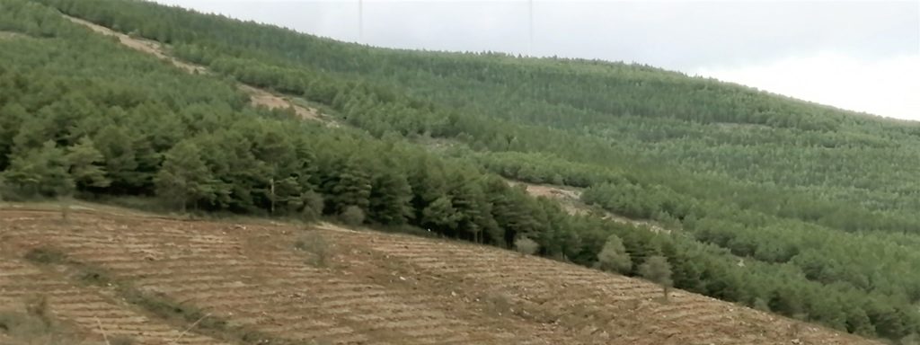 Bosques desde donde procede la madera elegida