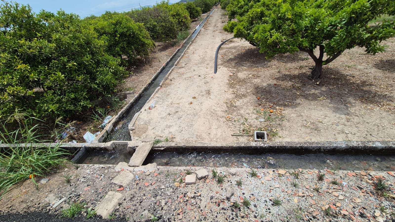 Una acéquia distribuyendo agua entre naranjos