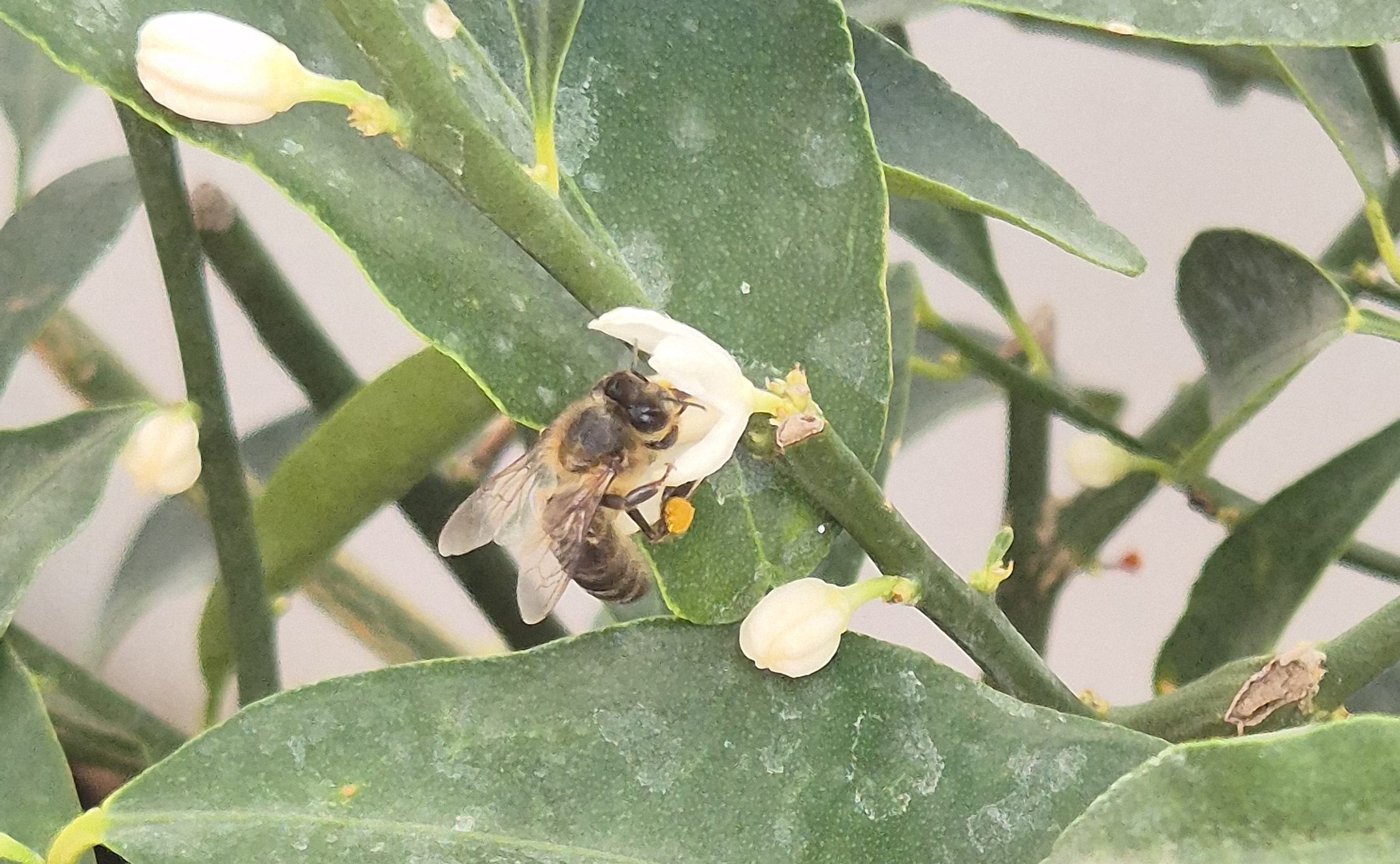 Una abeja tomando polen en nuestro jardin