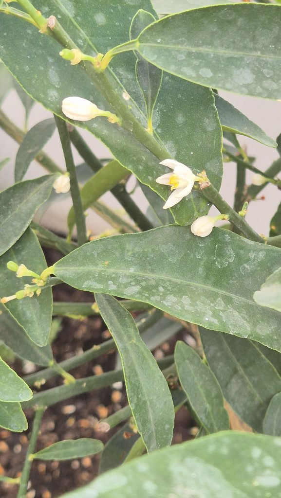 Imagenes del naranjo