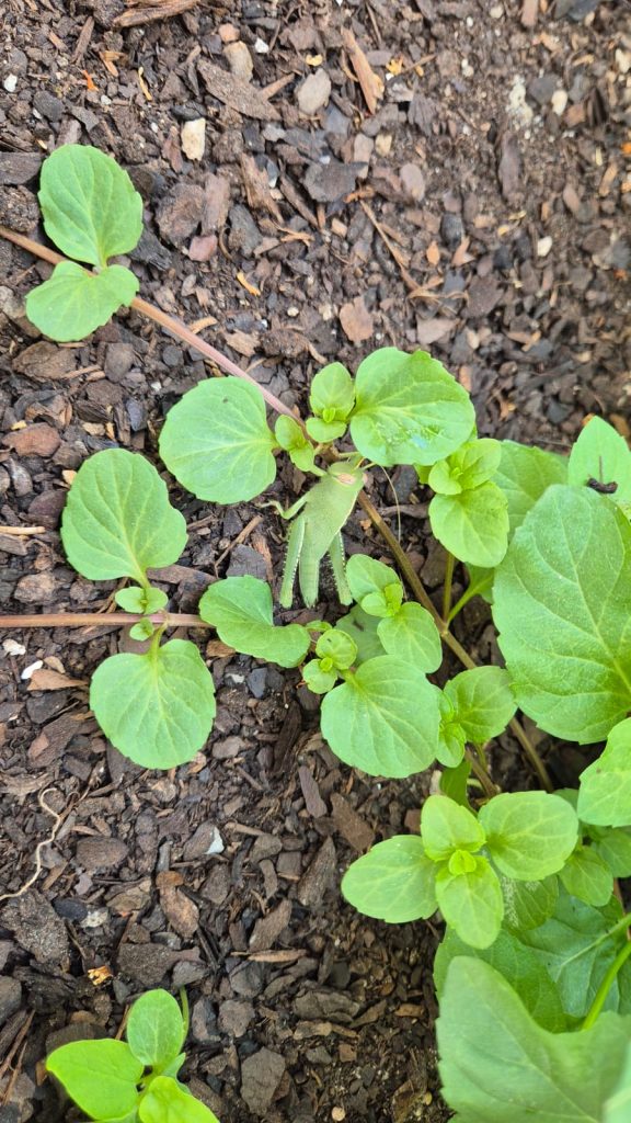 Un pequeño saltamontes en nuestro jardin